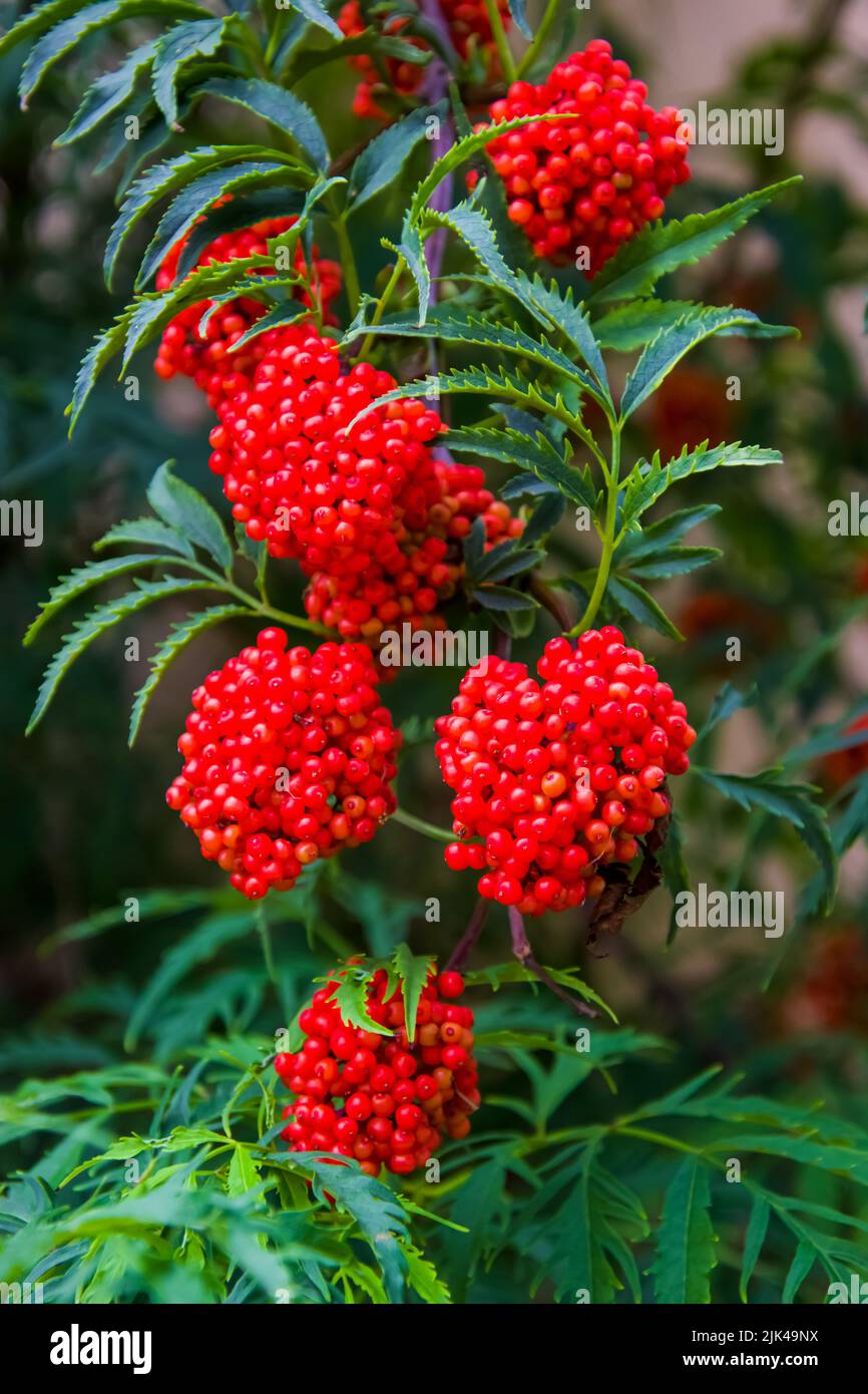 Close up of a branch of a mountain ash berry tree. Stock Photo