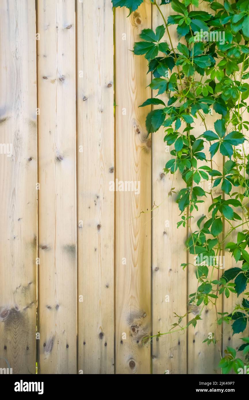 A rustic wooden fence with vine leaves the the right Stock Photo - Alamy