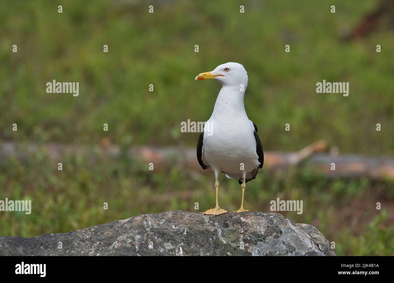 Lesser black-backed gull (Larus fuscus) photographed on top of a boulder in the taiga forest of Finland in summer Stock Photo