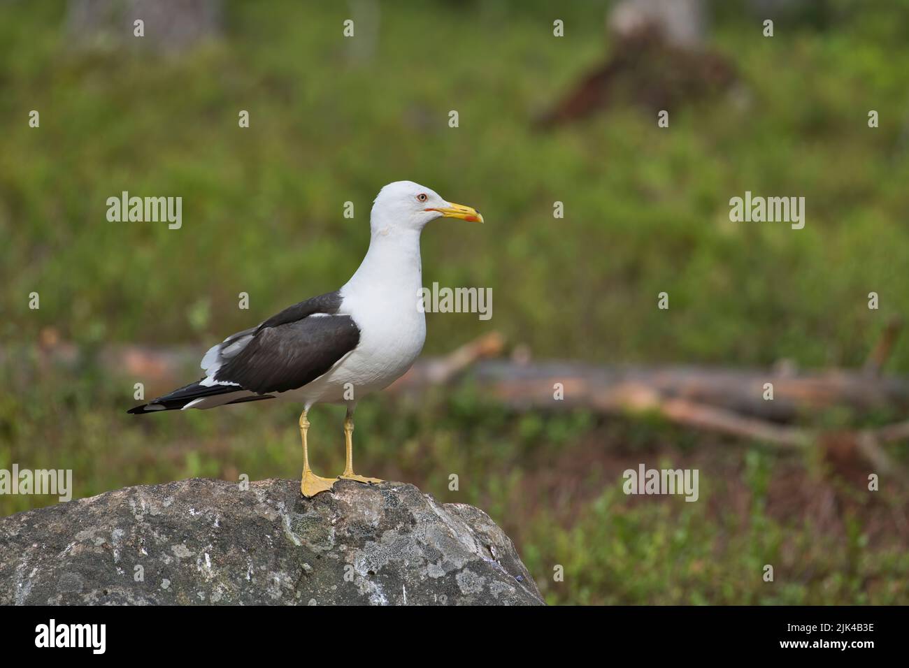 Lesser black-backed gull (Larus fuscus) photographed on top of a boulder in the taiga forest of Finland in summer Stock Photo