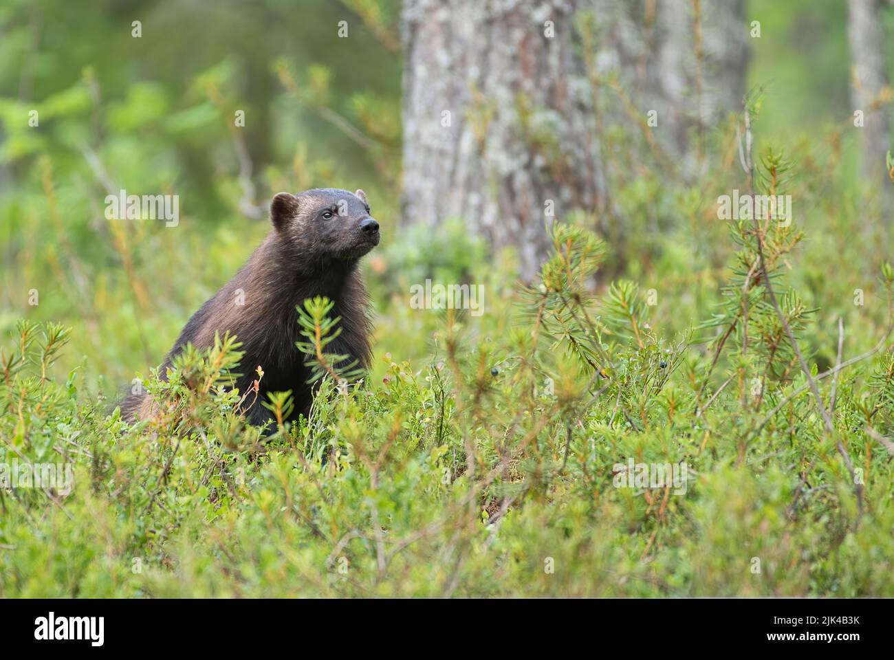 Wolverine (Gulo gulo) photographed in the taiga forest of Finland Stock Photo