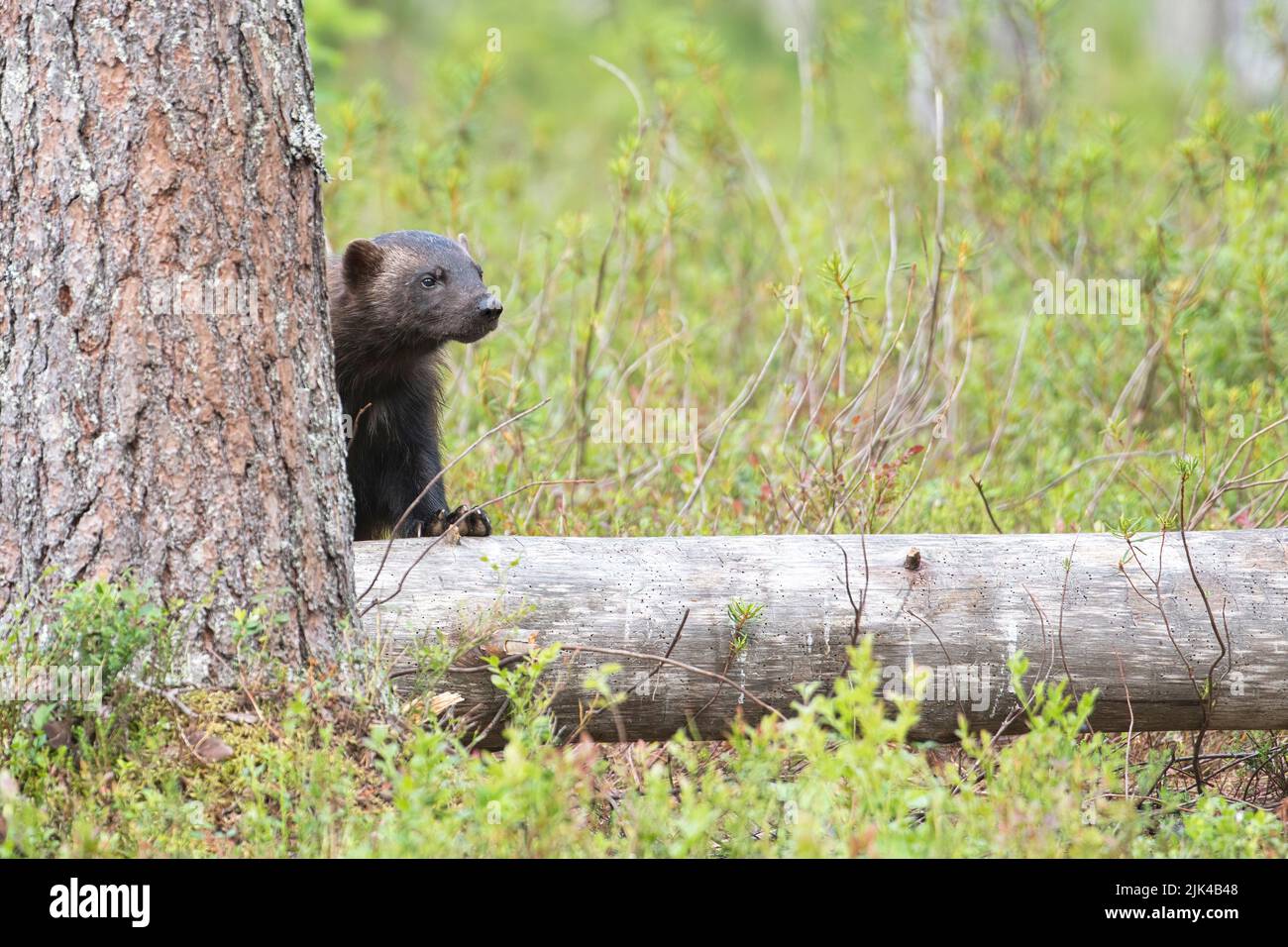 Wolverine (Gulo gulo) photographed in the taiga forest of Finland. Peering from behind a tree trunk, which offers some concealment Stock Photo