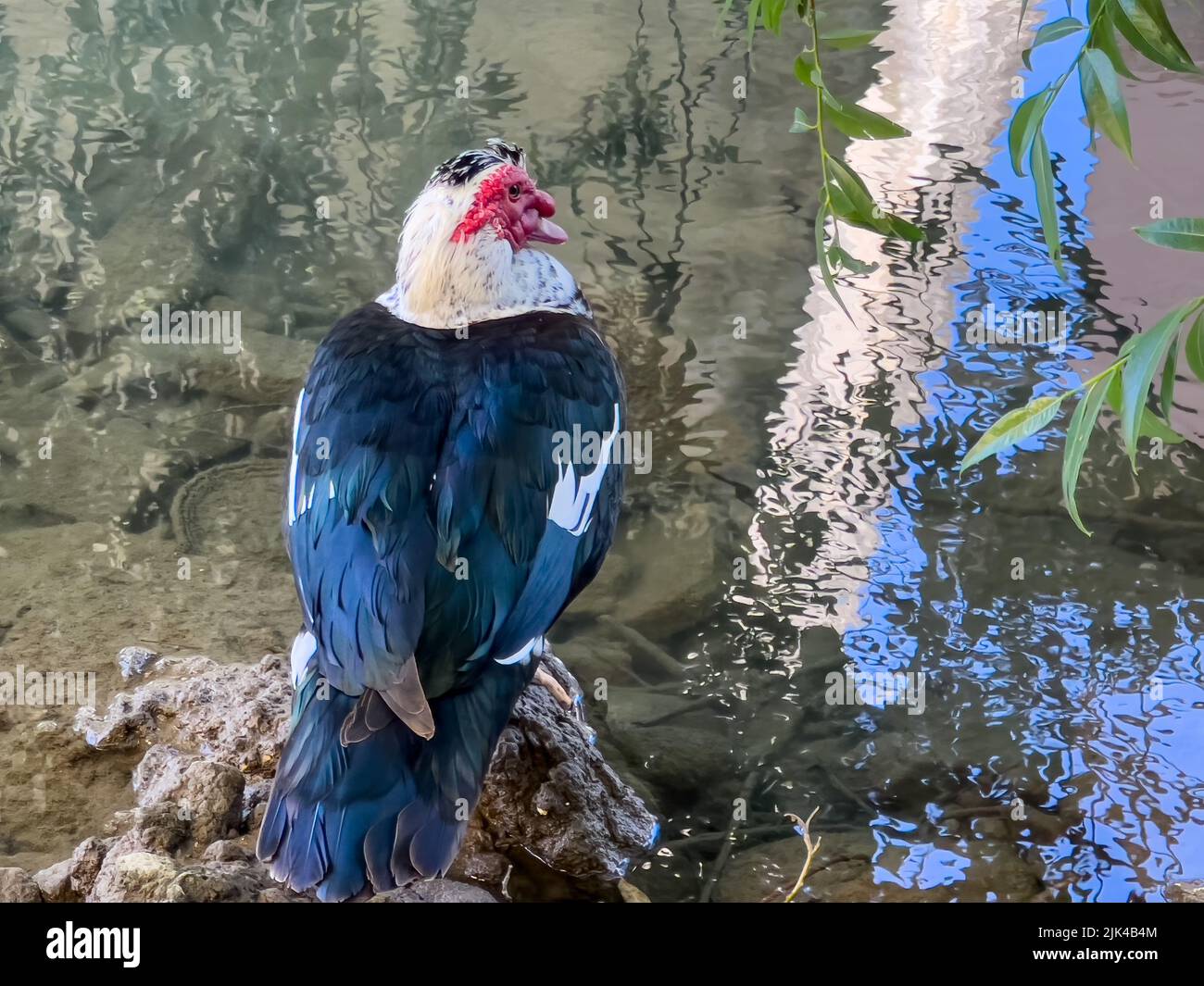 a wild male Muscovy duck (Cairina moschata) resting in shade on a riverbank Stock Photo