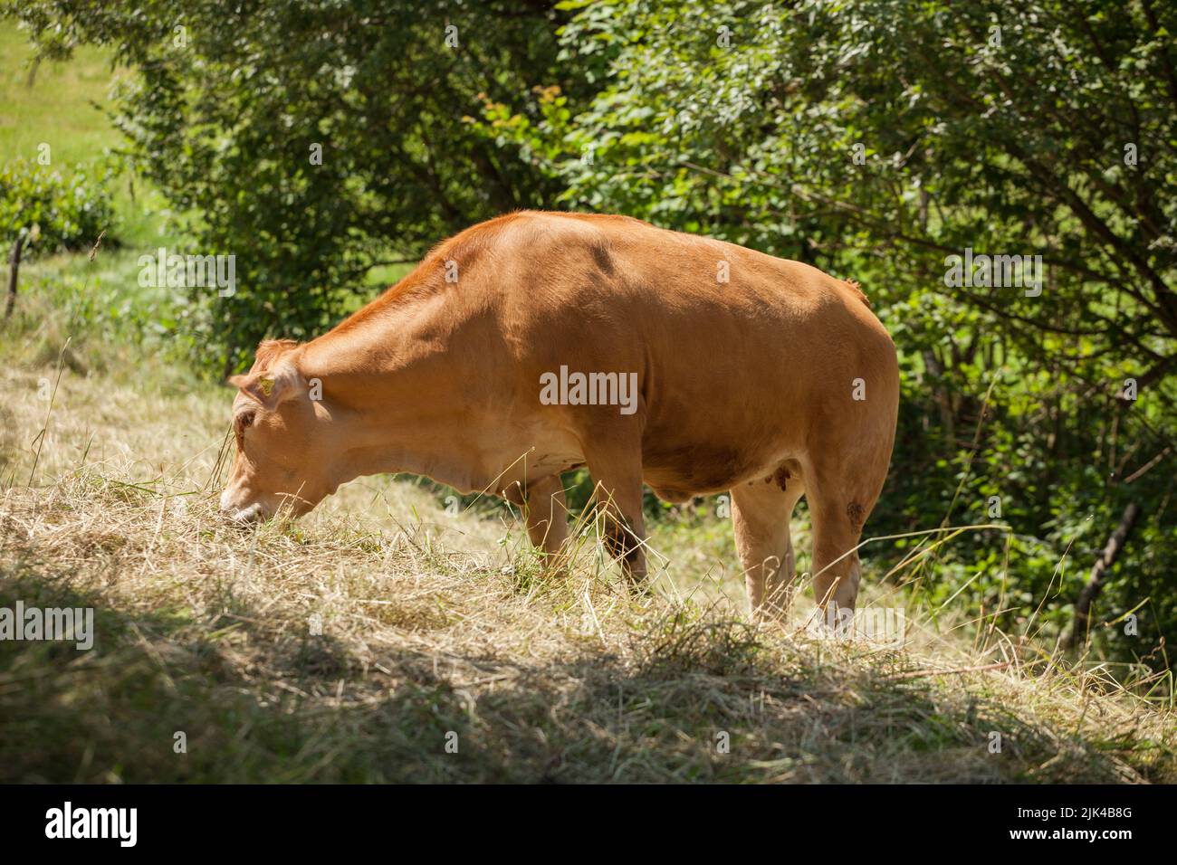 Freerange cow walking and foraging at grassy hills at sunny summer day, Baden-Württemberg, Germany Stock Photo