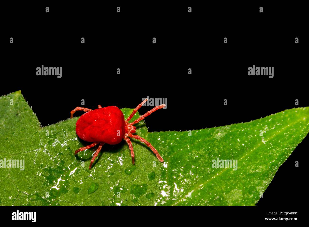 Red Velvet Mite on a green leaf Stock Photo