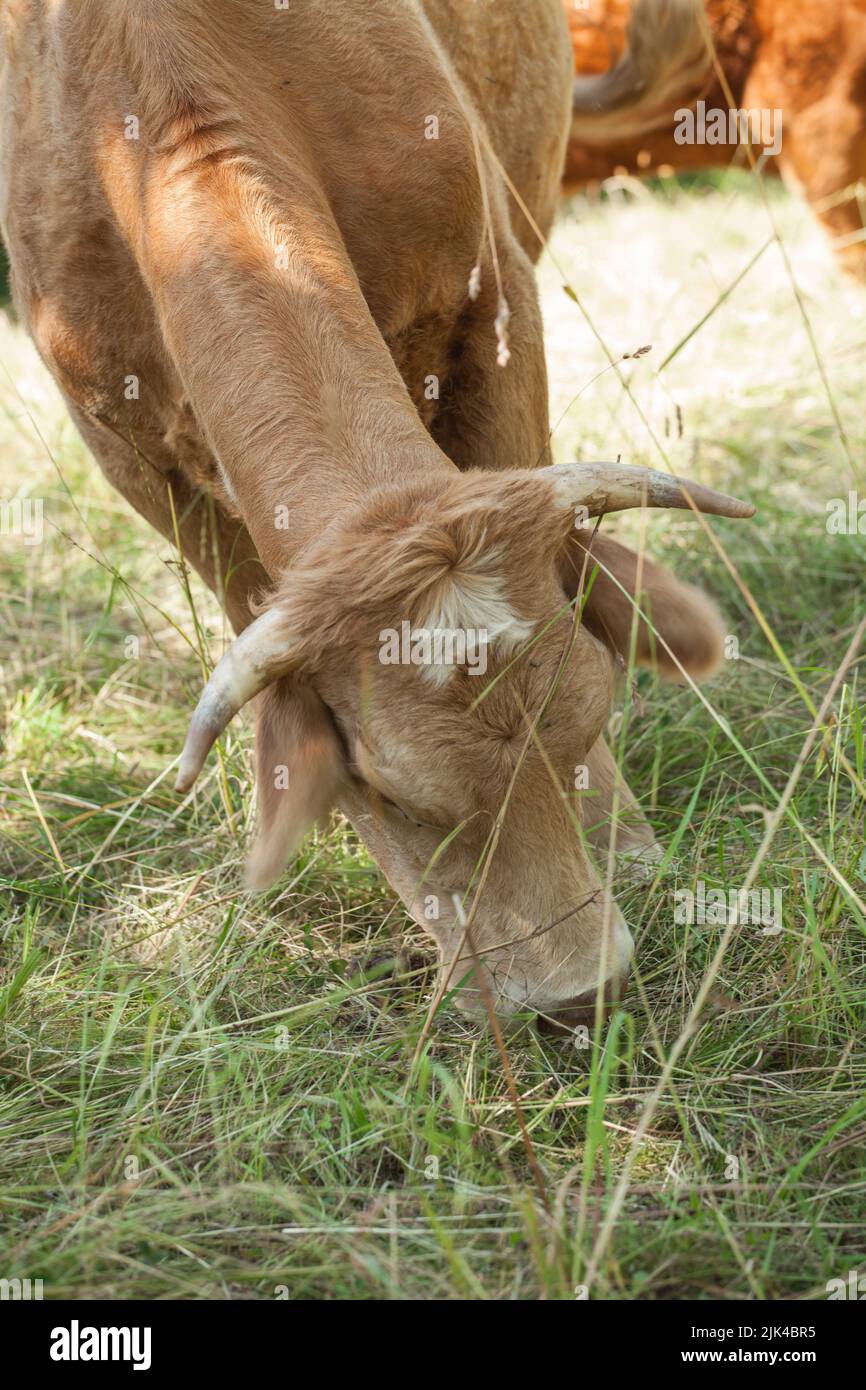 Freerange cow walking and foraging at grassy hills at sunny summer day, Baden-Württemberg, Germany Stock Photo