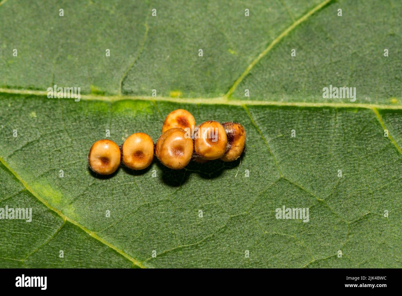 Cecropia Moth Eggs - Hyalophora cecropia Stock Photo