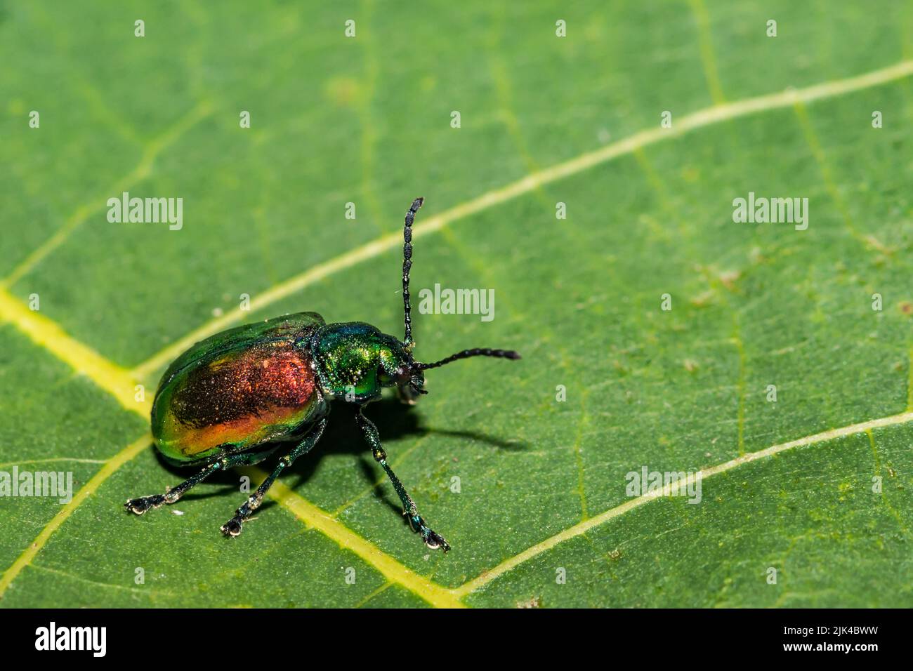 Dogbane Leaf Beetle - Chrysochus auratus Stock Photo