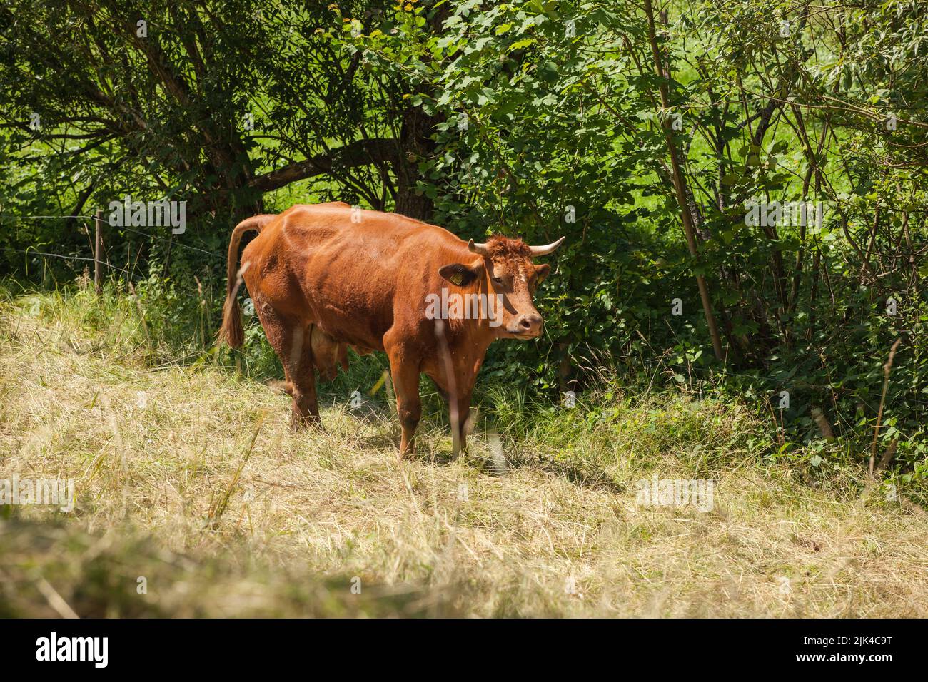 Freerange cow walking and foraging at grassy hills at sunny summer day, Baden-Württemberg, Germany Stock Photo