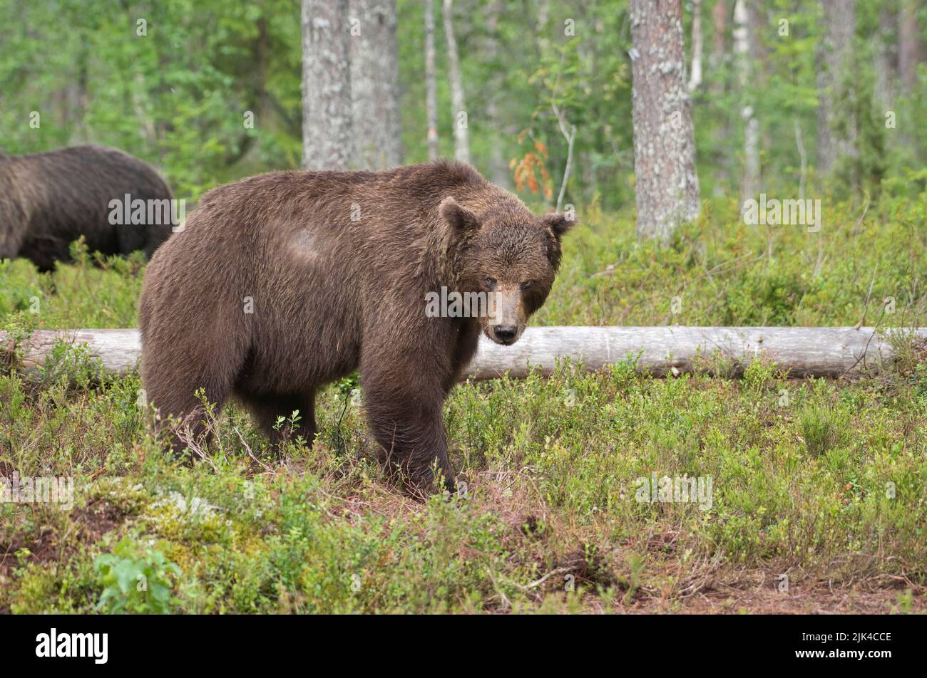 Brown bear (Ursus arctos) photographed in the taiga forest of Finland. The locally dominant male has just seen off a rival, who can be seen retreating Stock Photo