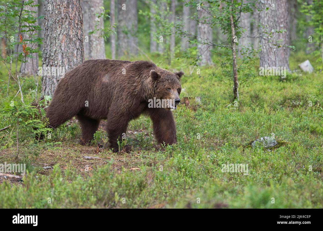 Brown bear (Ursus arctos) photographed in the taiga forest of Finland Stock Photo
