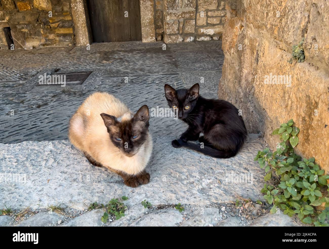 Bombay cat and kitten, residents of Plaza Mayor, Ainsa Spain Stock Photo