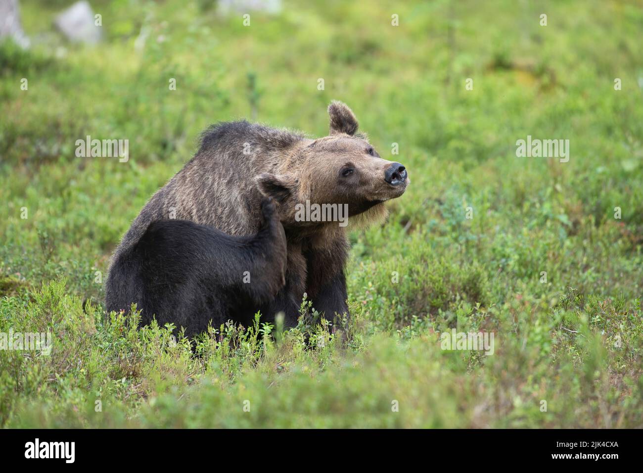 Brown bear (Ursus arctos) scratching behind the ears Stock Photo