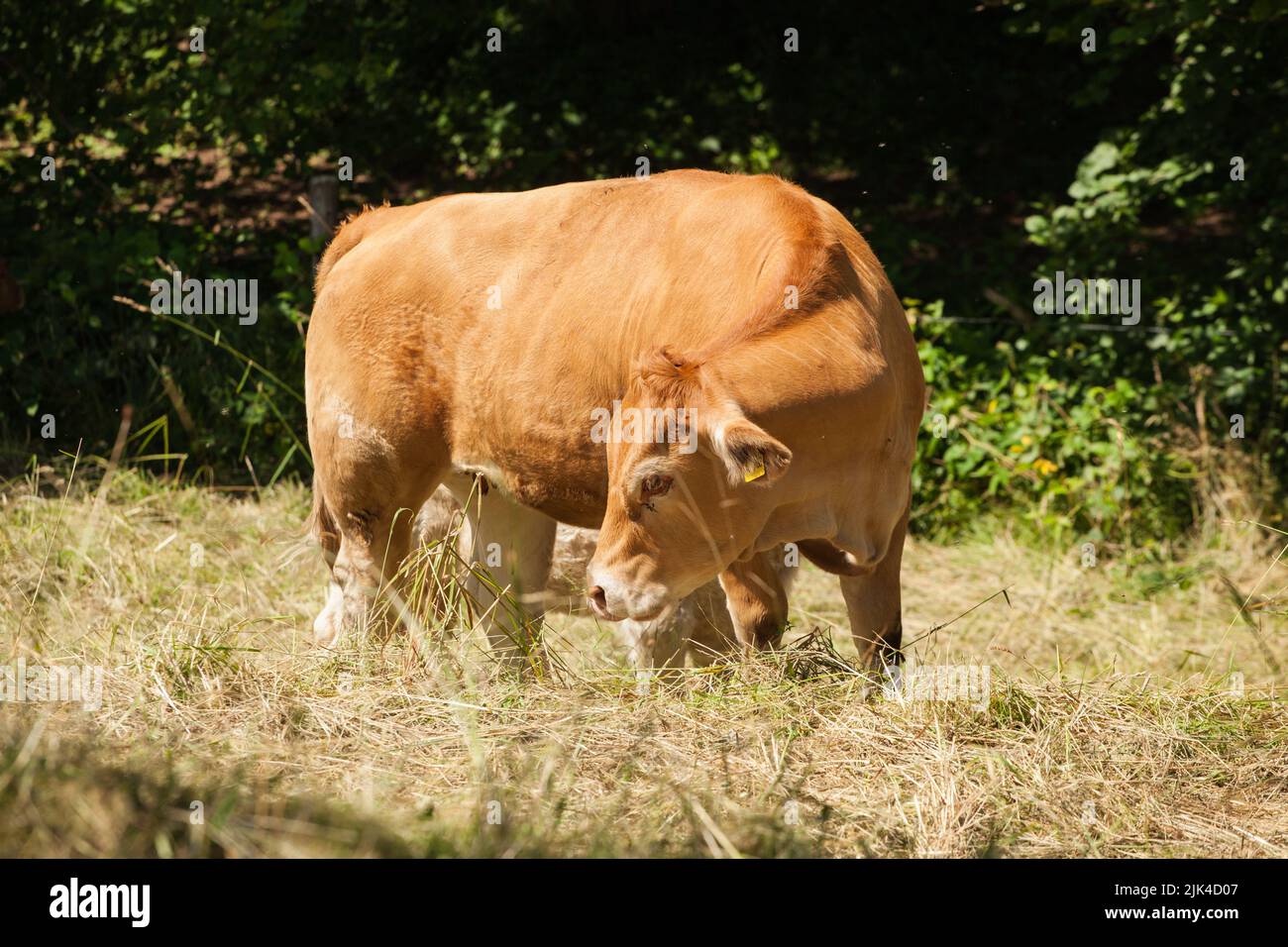 Freerange cow walking and foraging at grassy hills at sunny summer day, Baden-Württemberg, Germany Stock Photo