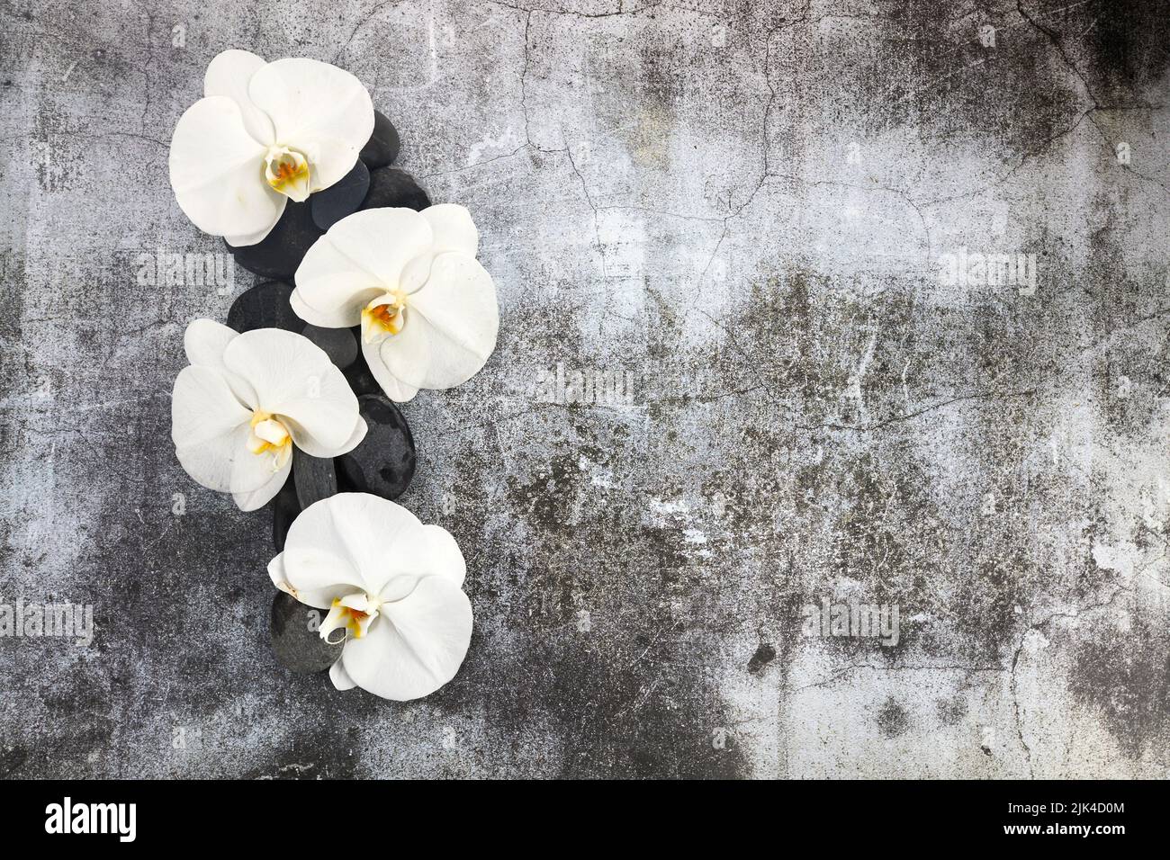 White orchid and black stones on grey background Stock Photo