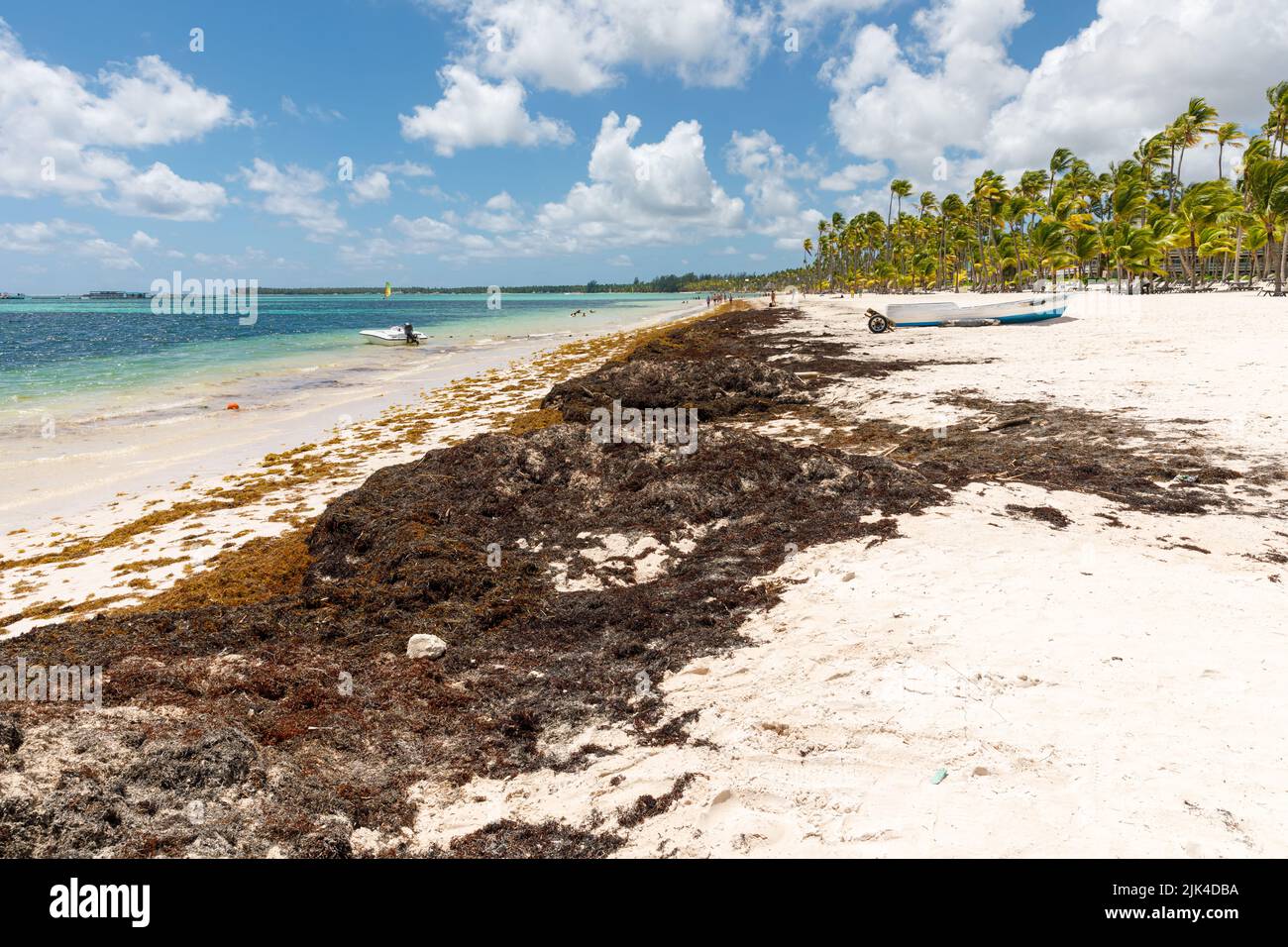 Beach full of sargassum algae. Sargassum seaweeds Caribbean ecological problem. Stock Photo