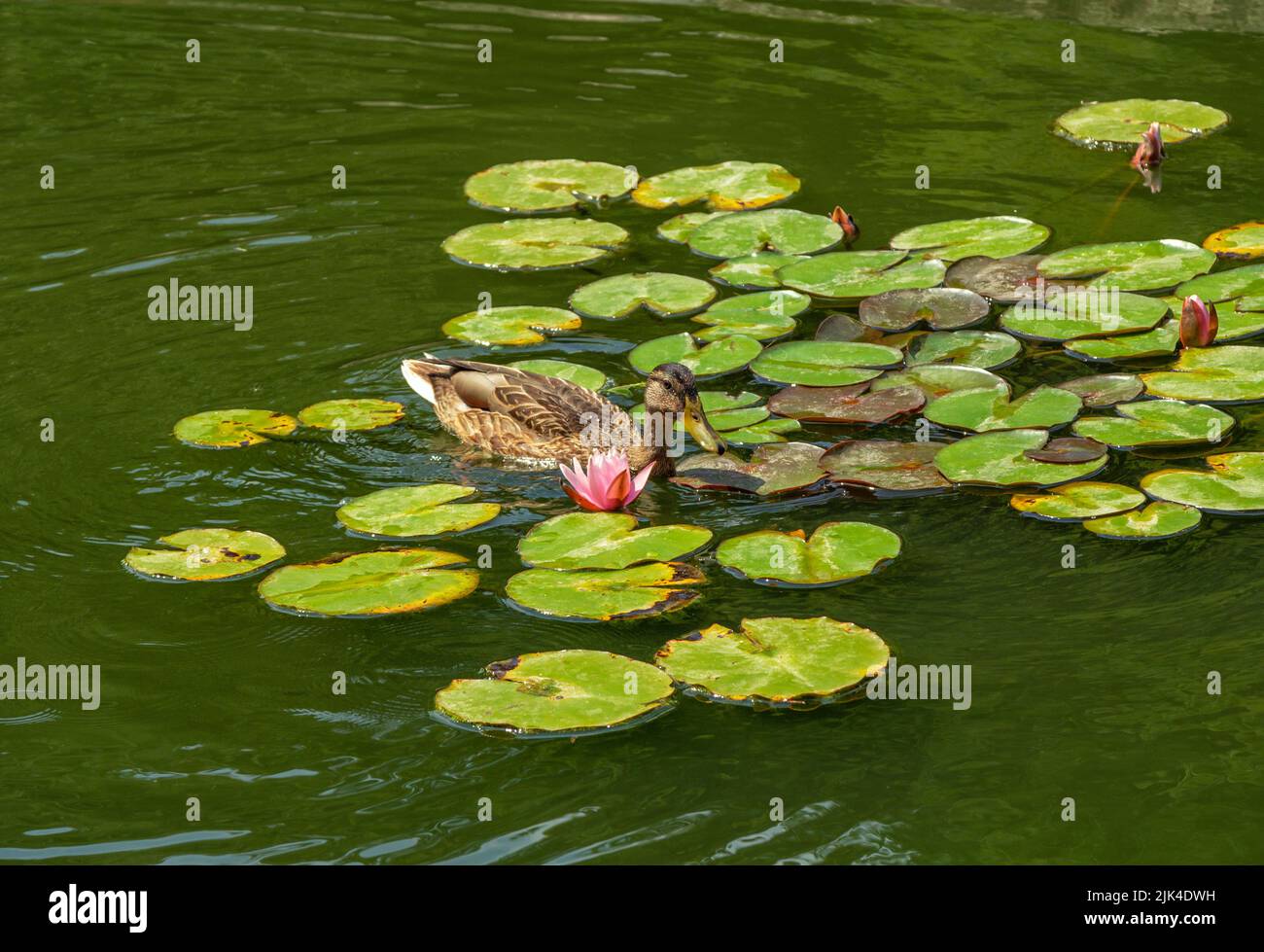 Wild brown mallard duck on a green pond water with pink lotus flower and green leaves on the surface Stock Photo