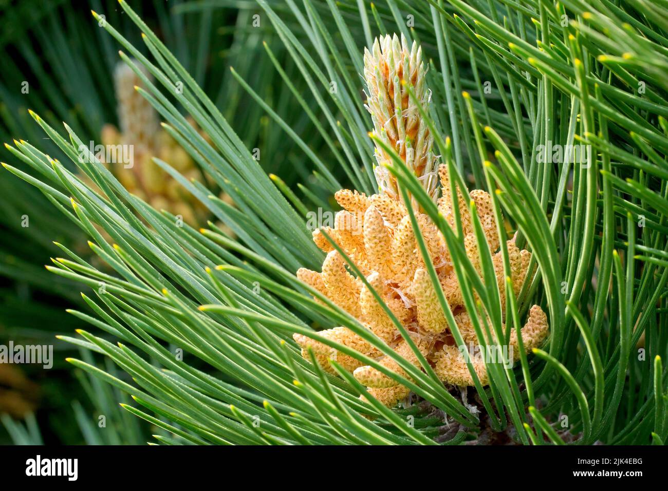 Scot's Pine (pinus sylvestris), close up of the male flowers of the tree clustered at the base of a new branch sprouting from the end of an old one. Stock Photo