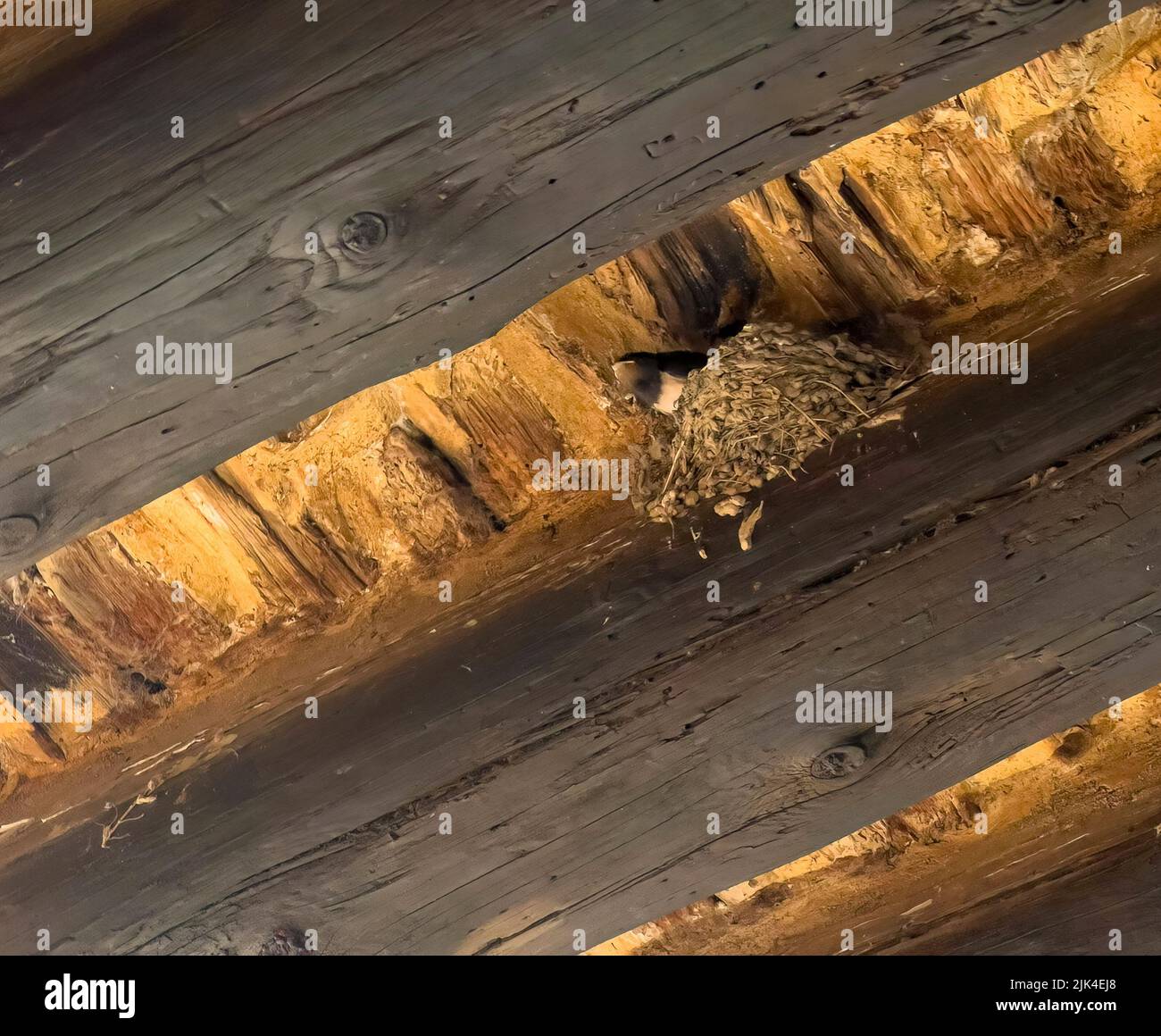 a barn swallow (Hirundo rustica) nest built against wooden ceiling rafter joists, illuminated by warm lighting at night Stock Photo