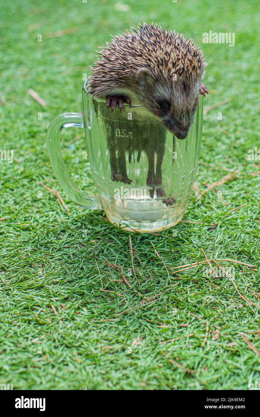 Sottobicchiere Cheeky Hedgehog | Riccio Della Fauna Britannica | 9,5x9,5 Cm | Finitura Lucida Con Retro In Sughero | Regalo Natura Simpatico