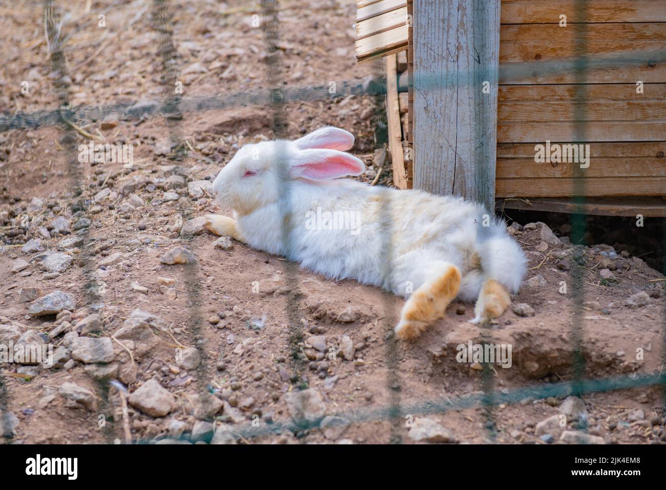 many white and gray rabbits walk around the pen Stock Photo - Alamy