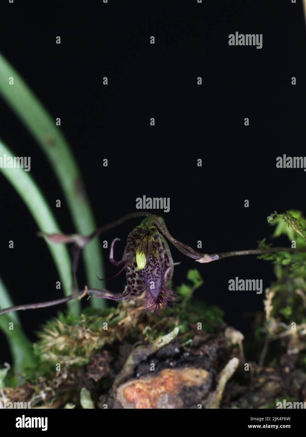 Miniature orchid Muscarella herpestes Stock Photo
