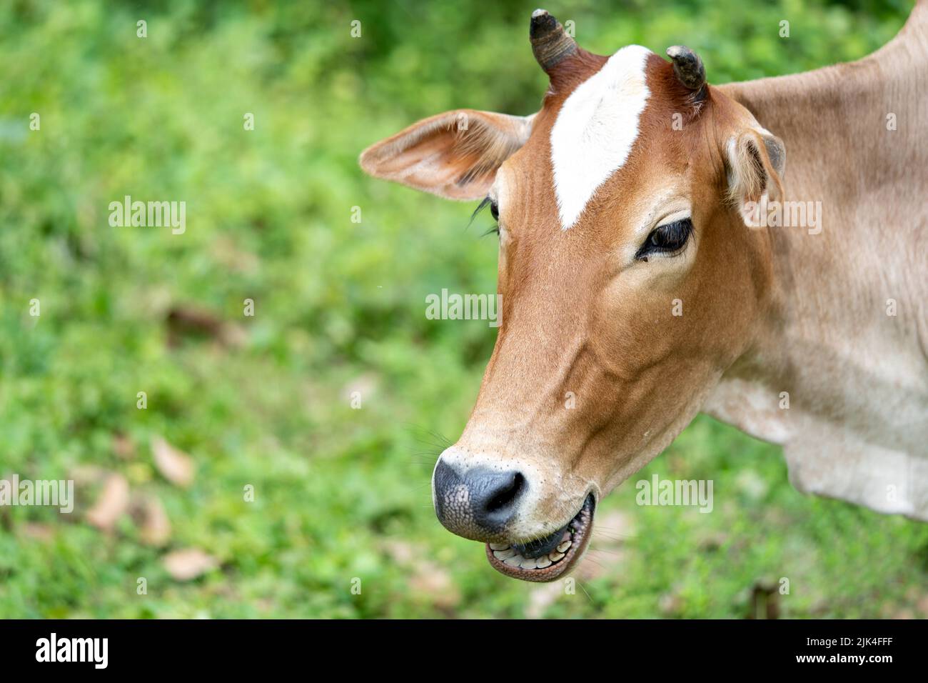 Brown color cow the calf Stock Photo - Alamy