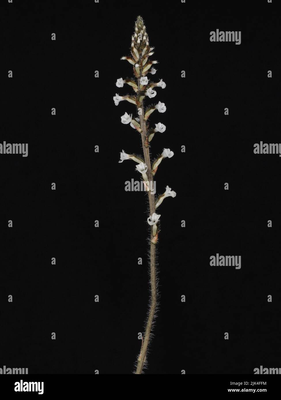 Flowers of terrestrial orchid Microchilus tridax Stock Photo