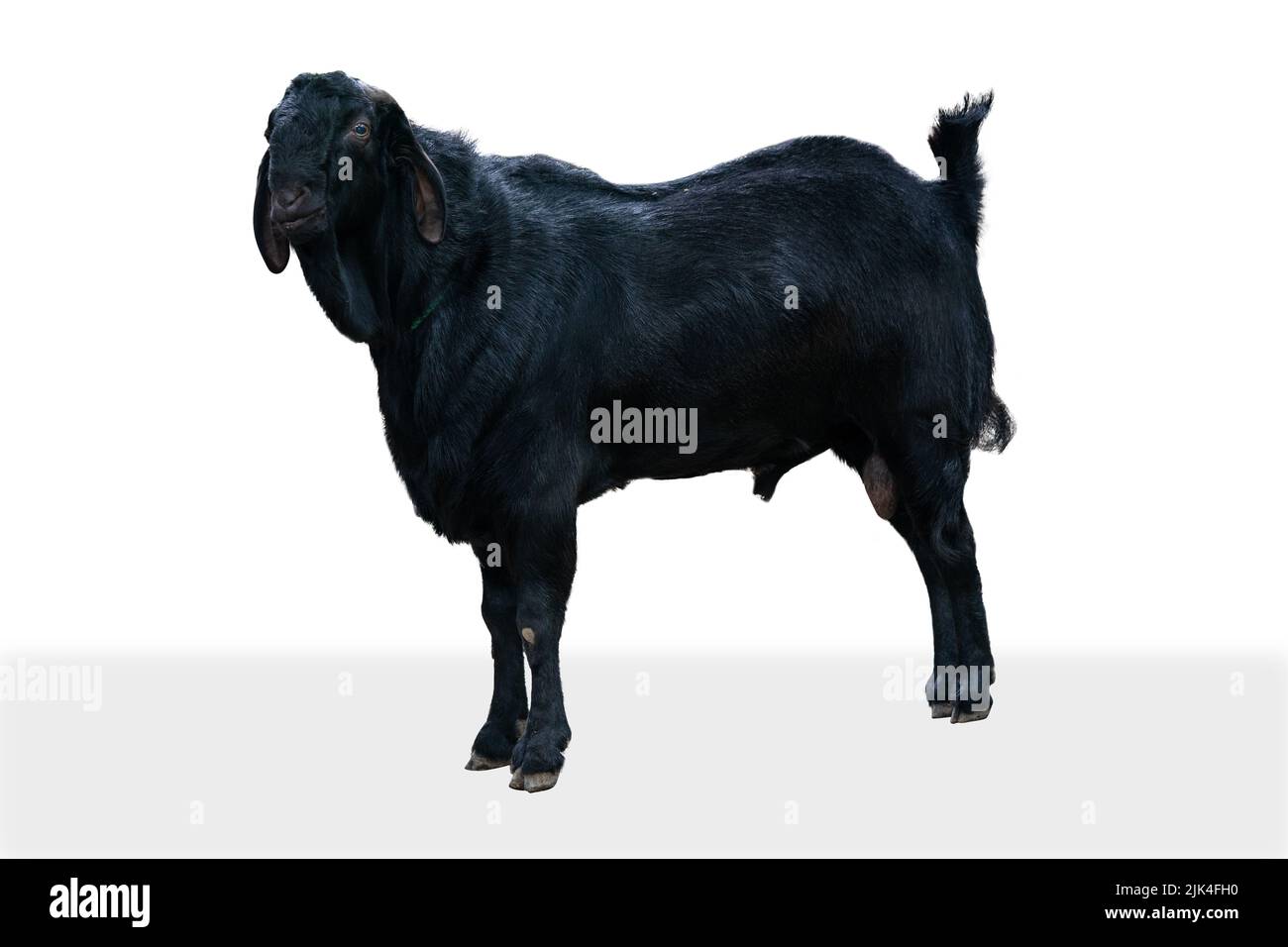 Black Goat Isolated On White with Clipping Path Stock Photo