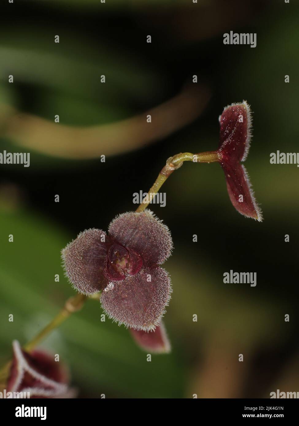 Miniature orchid Stelis sp from Costa Rica Stock Photo