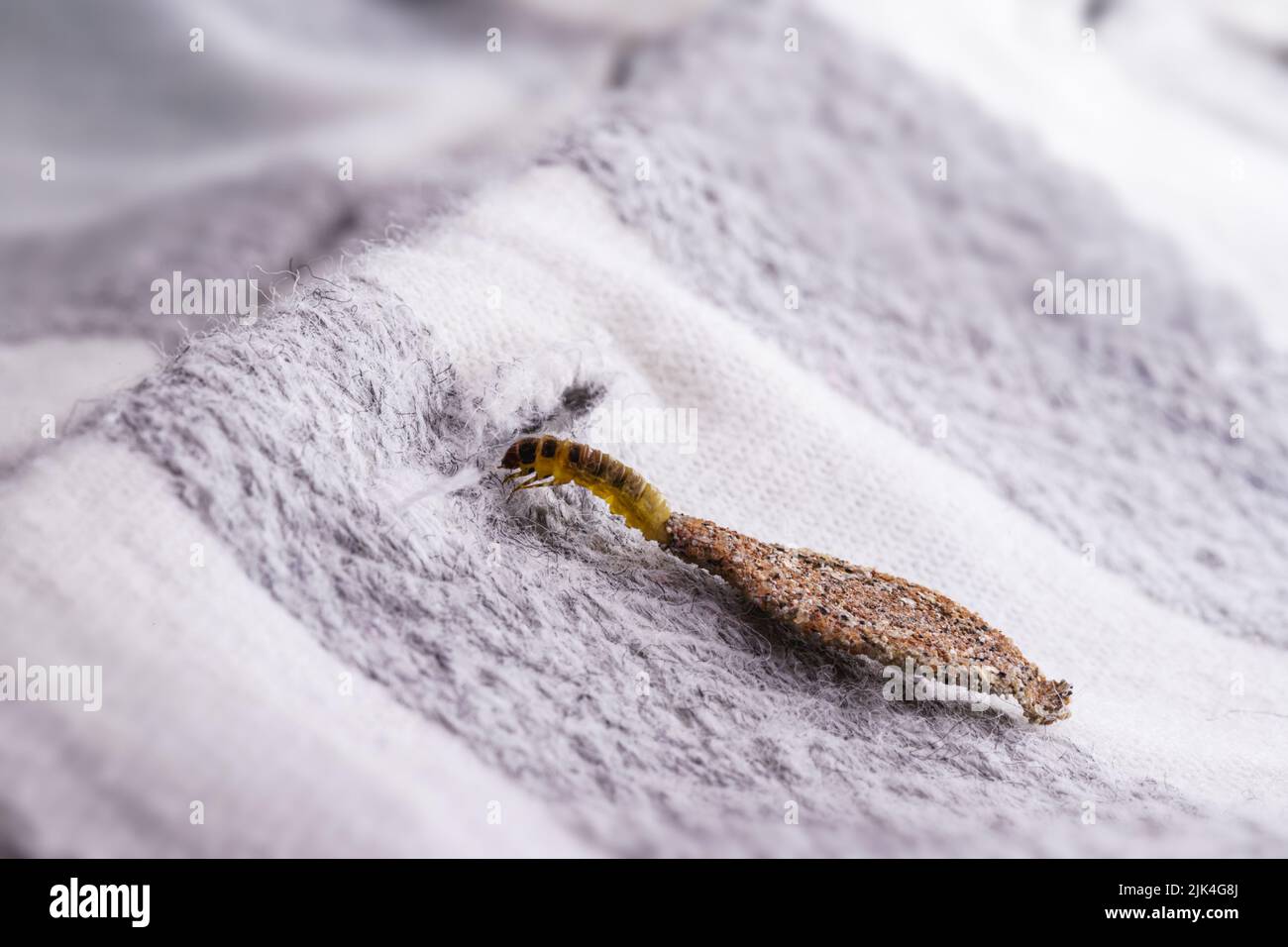 moth larva on clothing, feeding on fabric, macro photo of urban pest