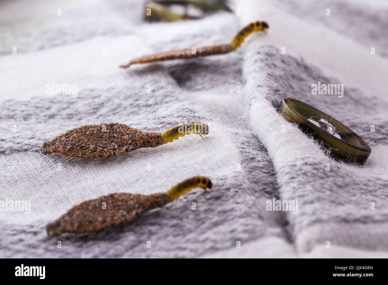 Wall moth larvae, or clothing moths, feed on fur, wool, dead skin