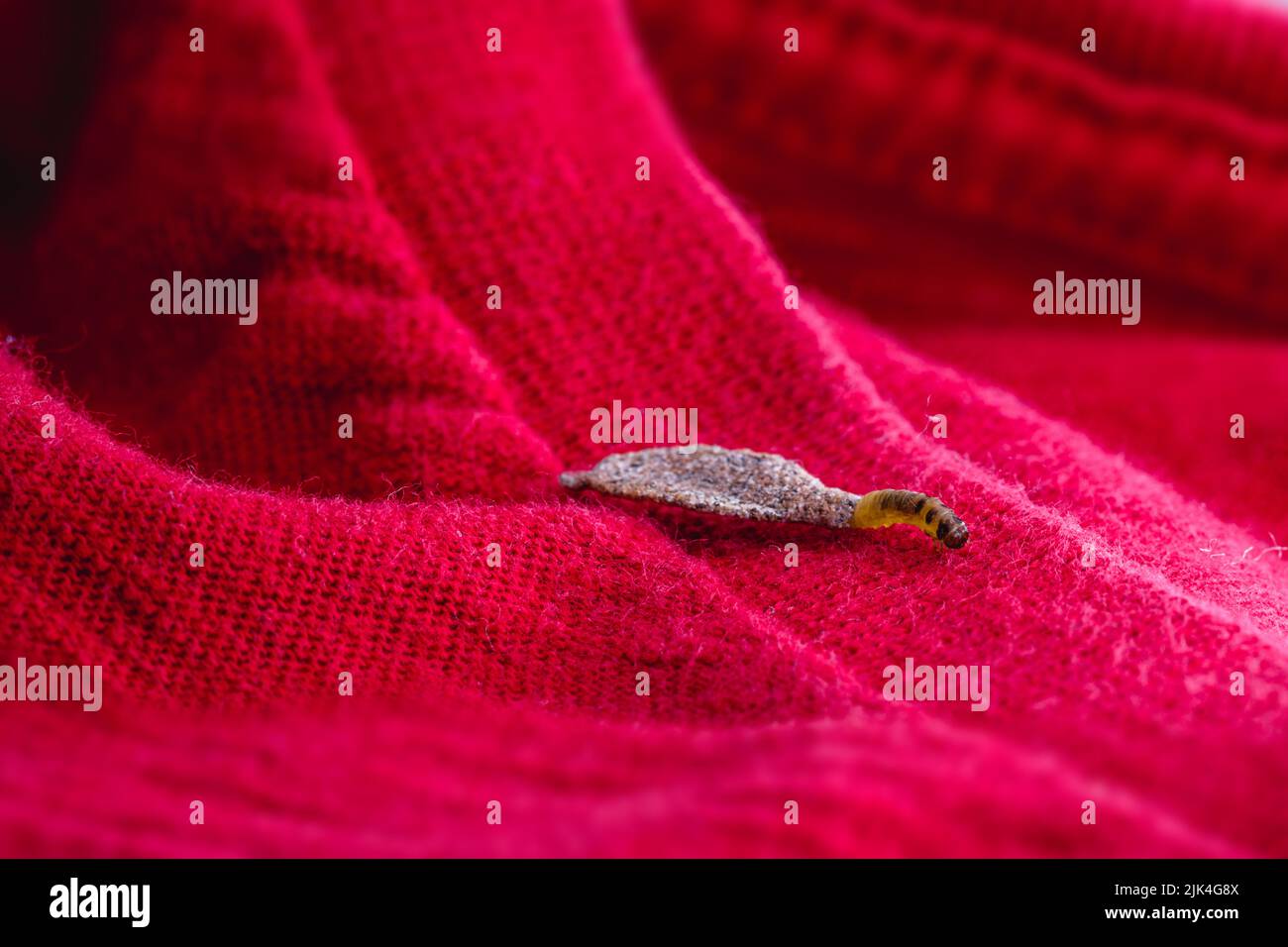 moth larva on clothing, feeding on fabric, macro photo of urban pest