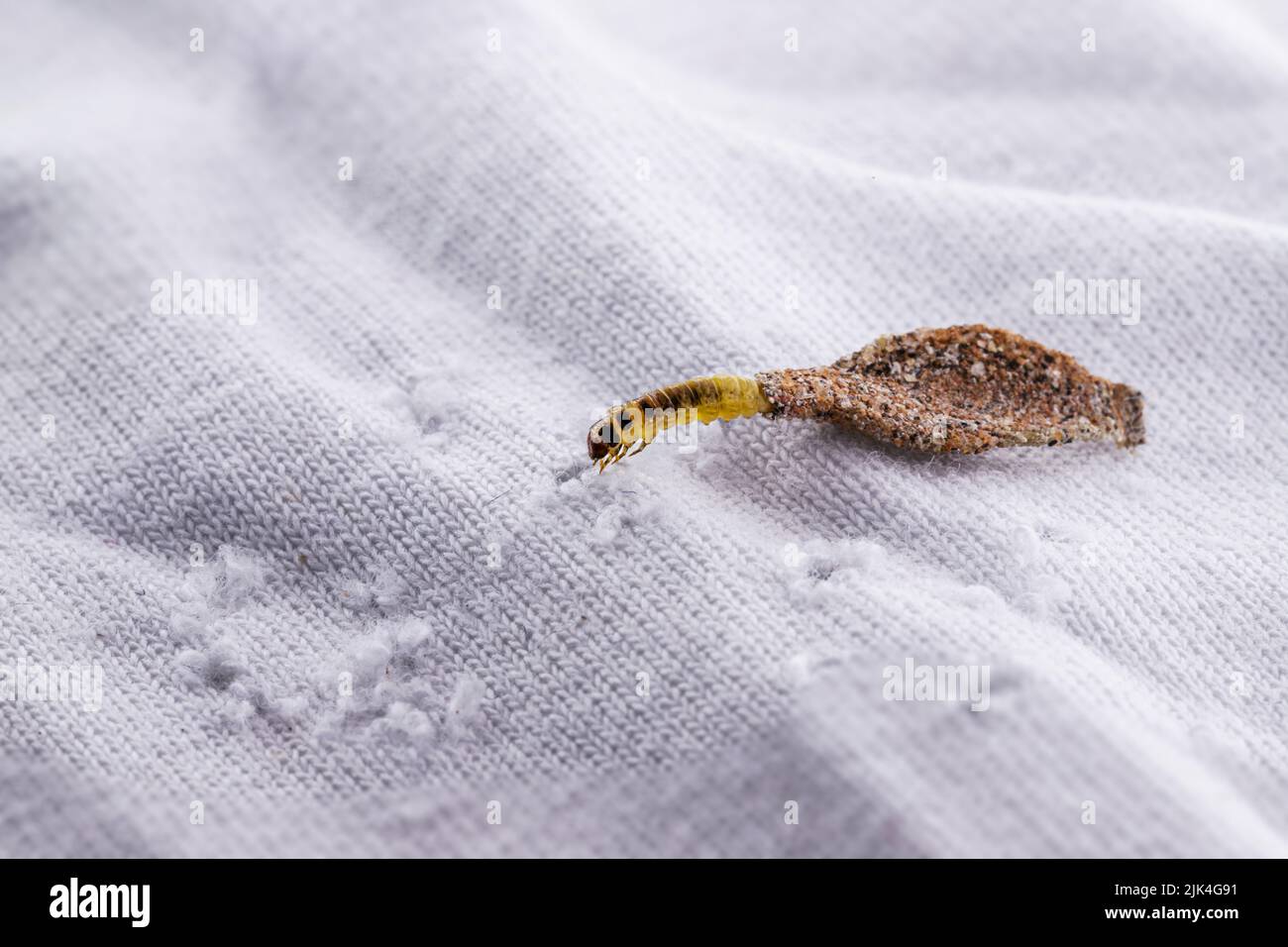 Moth larvae clothes hi-res stock photography and images - Alamy
