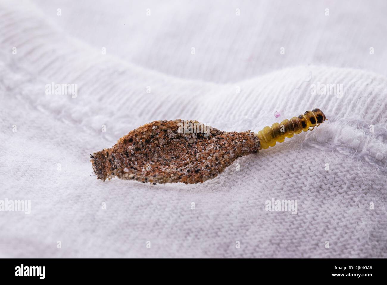Wall moth larvae, or clothing moths, feed on fur, wool, dead skin