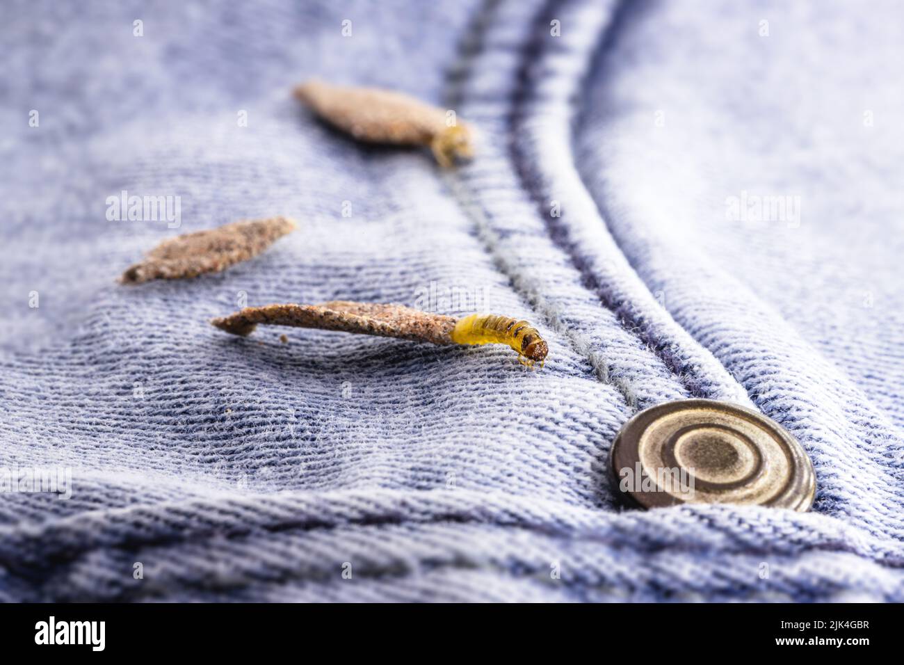Moth larvae clothes hi-res stock photography and images - Alamy