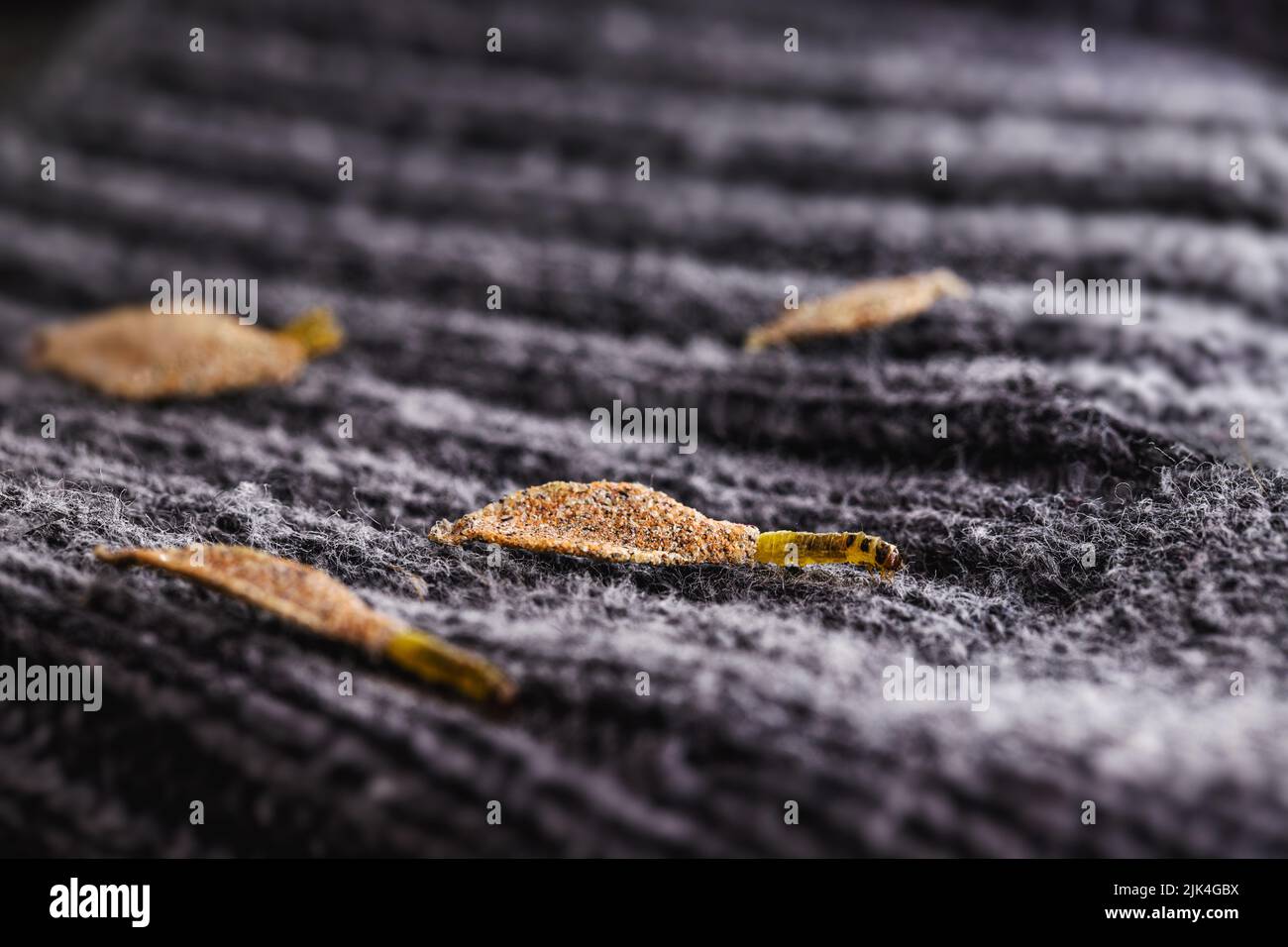 Moth larvae clothes hi-res stock photography and images - Alamy