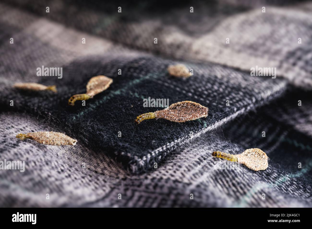 Wall moth larvae, or clothing moths, feed on fur, wool, dead skin