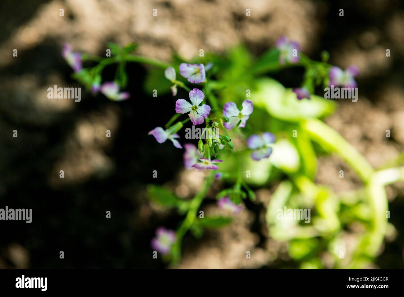 Close up of Raphanus flower. Beautiful Raphanus sativus flower in farm. Raphanus flowers. Radish flower. With Selective Focus on the subject. Stock Photo