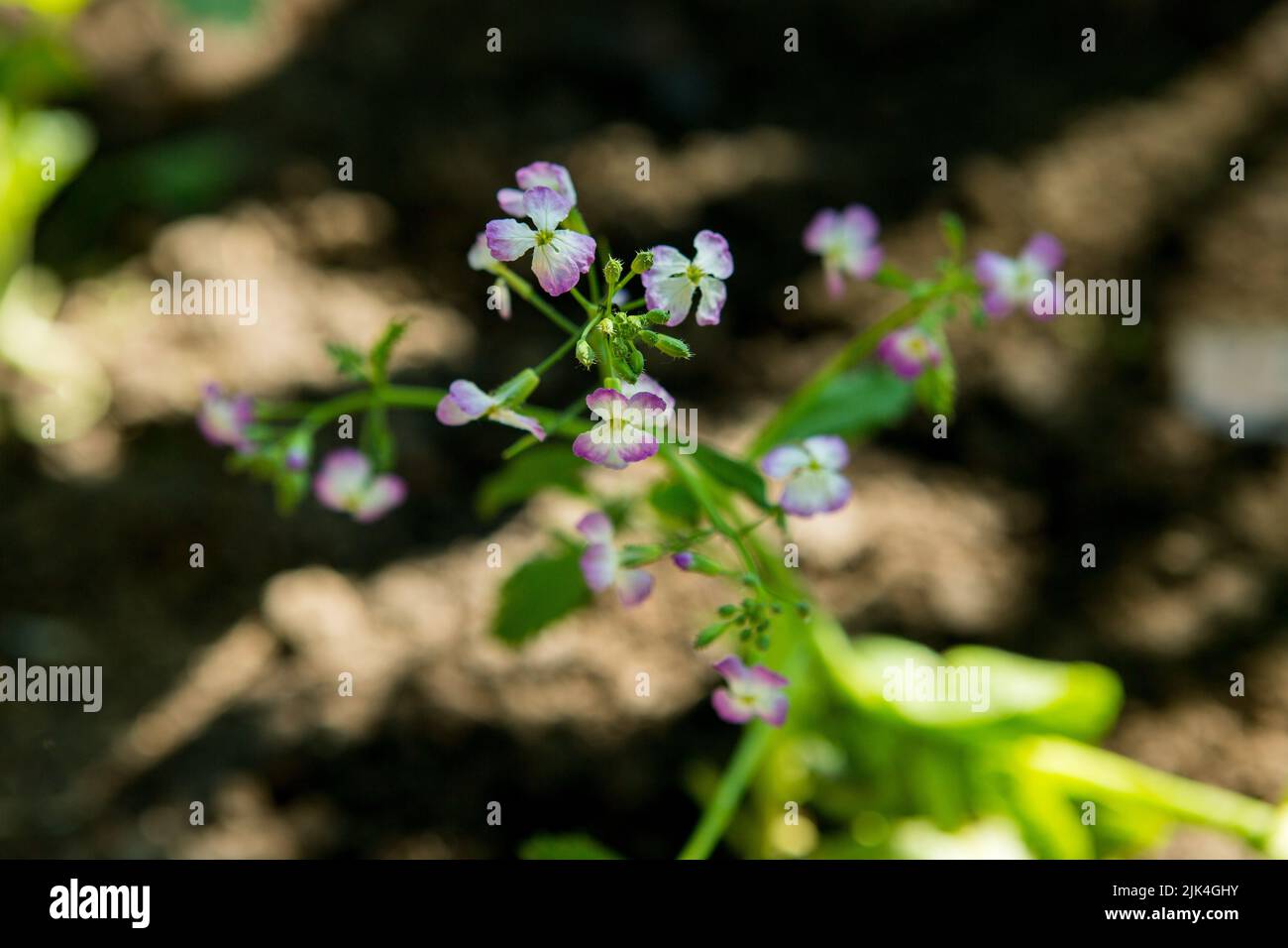 Close up of Raphanus flower. Beautiful Raphanus sativus flower in farm. Raphanus flowers. Radish flower. With Selective Focus on the subject. Stock Photo