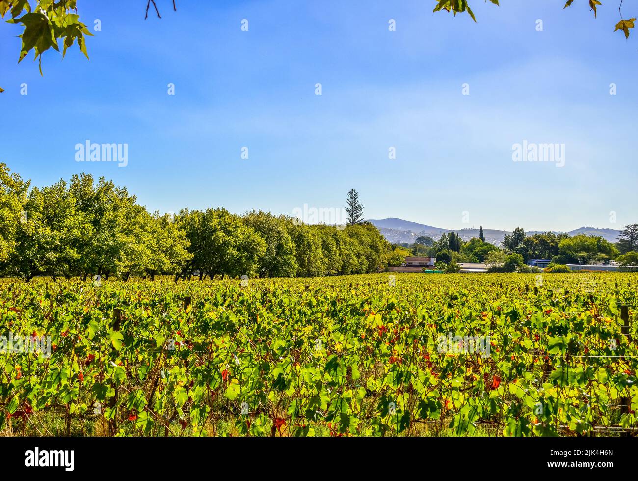 Pinotage grape vineyard and wine plantation in Stellenbosch Cape town South africa Stock Photo