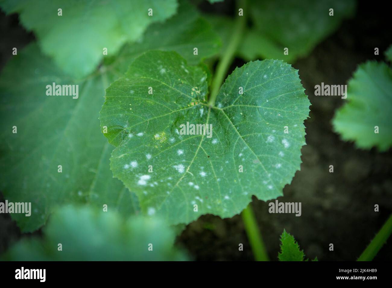 A zucchini leaf affected by the disease, with white spots. Fungal or viral disease of plants. Problems in the organic cultivation of vegetables, mista Stock Photo