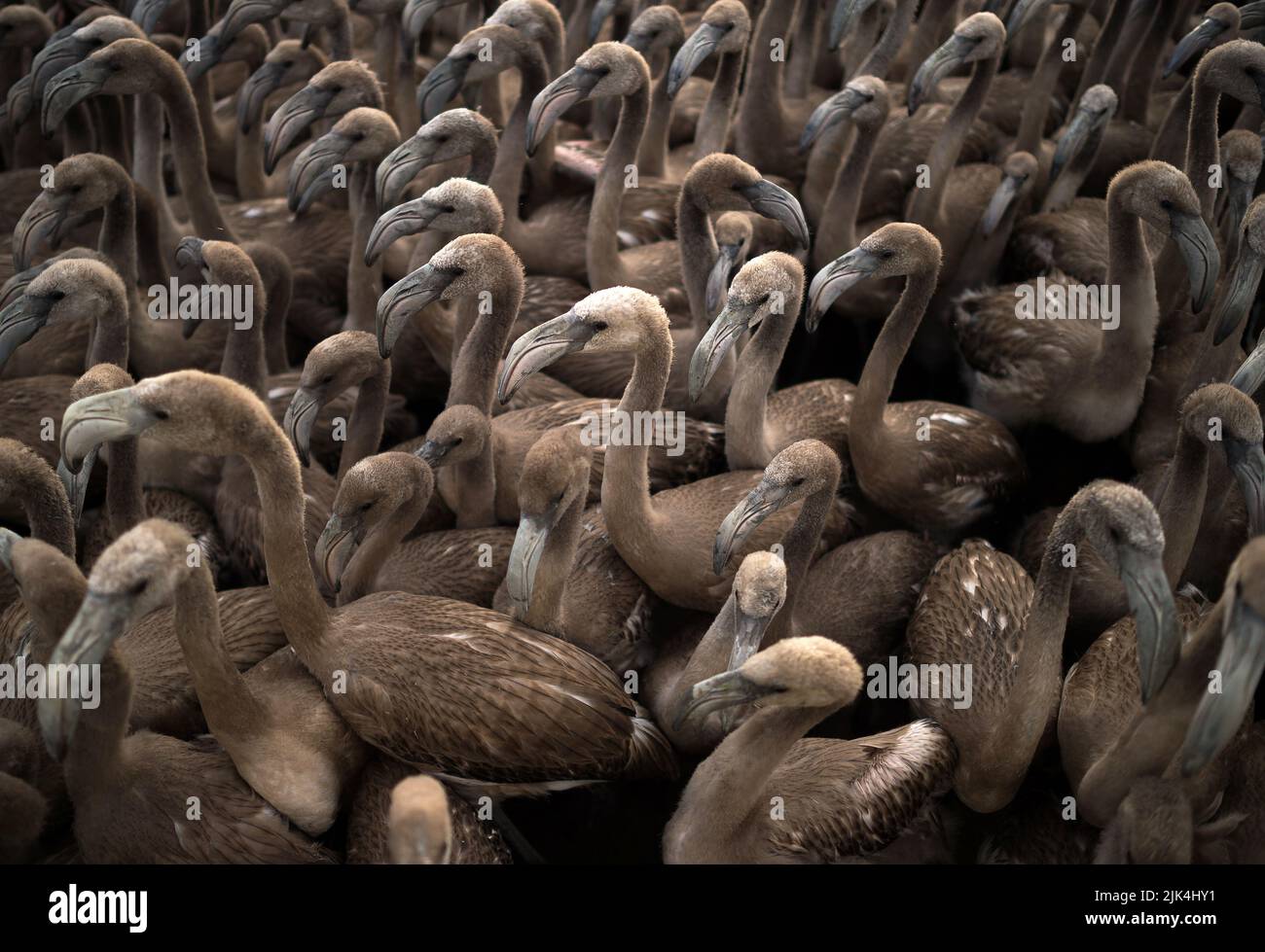 Malaga, Spain. 30th July, 2022. Flamingos Are Seen Gathered During The 