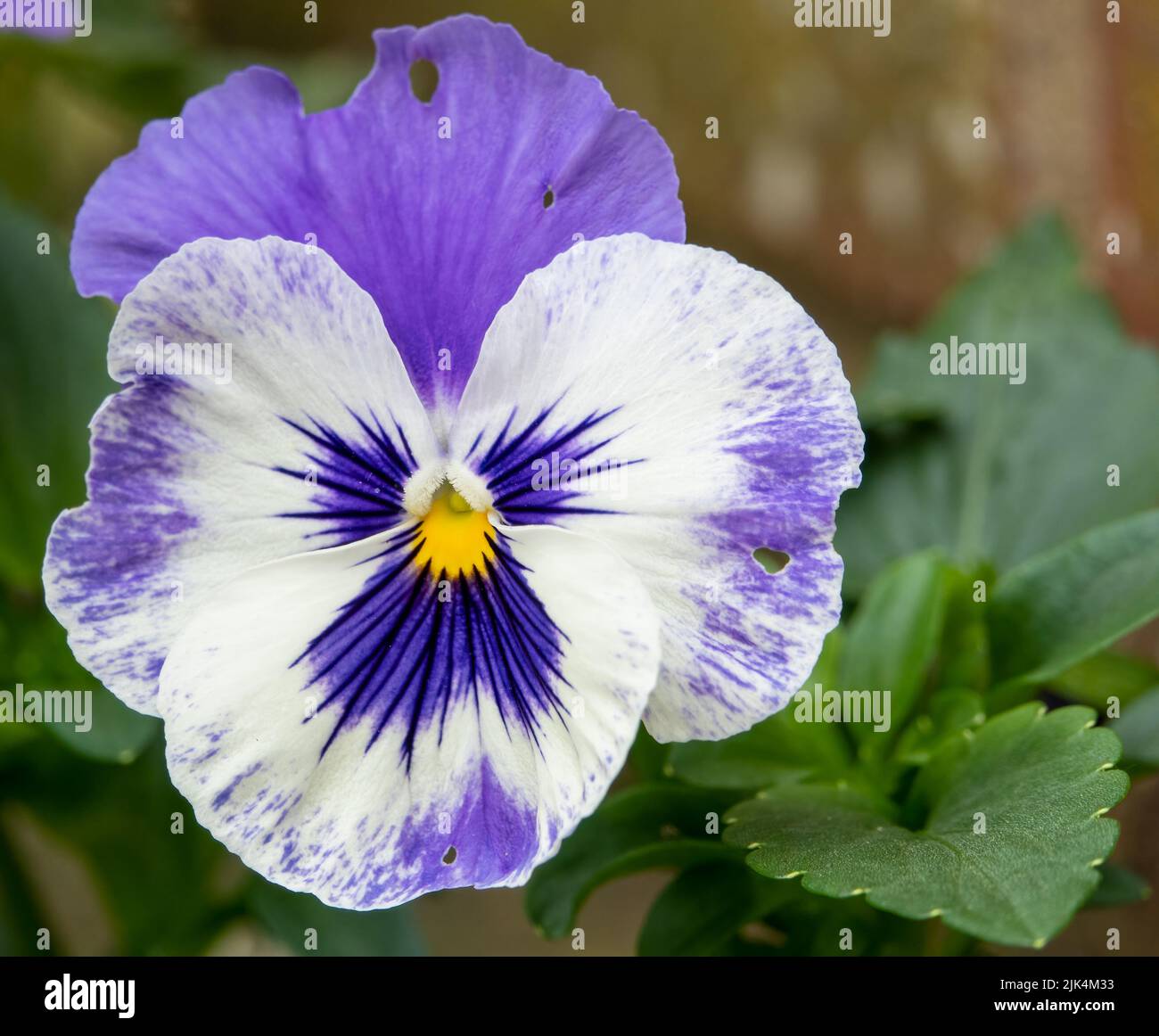 close up of beautiful summer flowering blue and white Pansies (Viola tricolor var. hortensis) Stock Photo