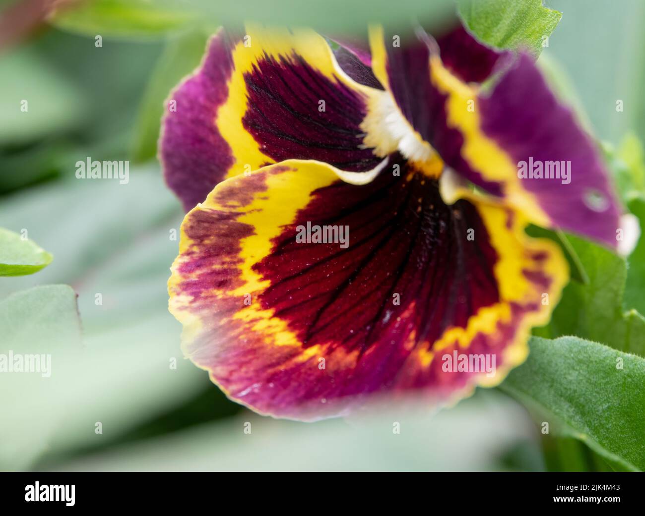 close up of beautiful summer flowering violet and yellow Pansies (Viola tricolor var. hortensis) Stock Photo