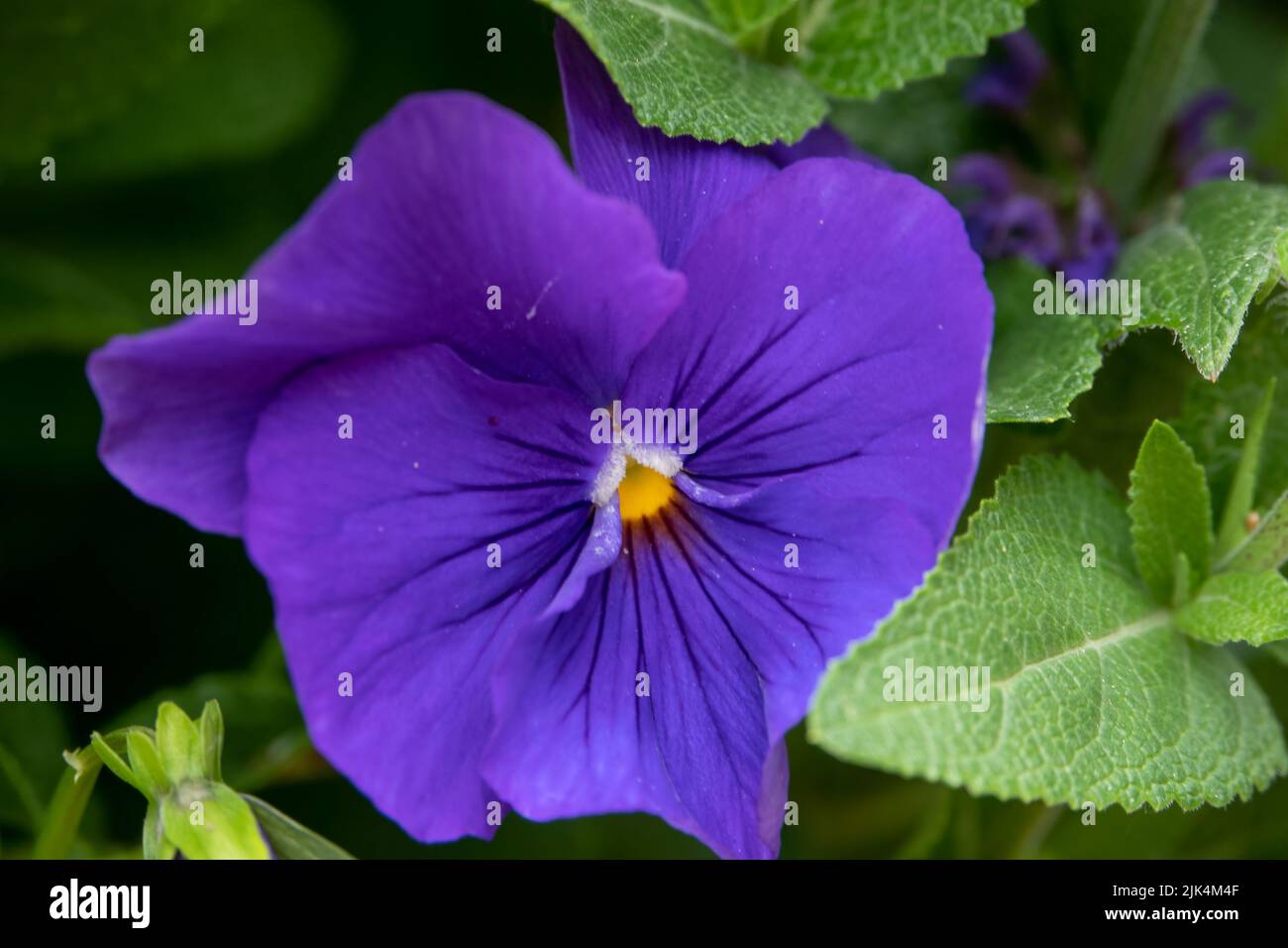 close up of beautiful summer flowering purple Pansies (Viola tricolor var. hortensis) Stock Photo