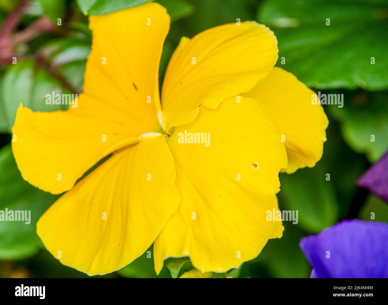 close up of beautiful summer flowering yellow Pansies (Viola tricolor var. hortensis) Stock Photo