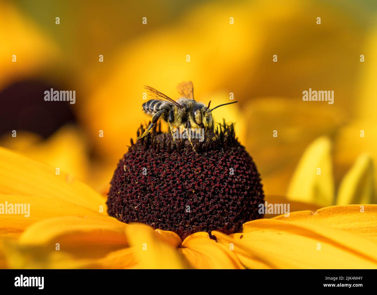Portrait of a Leafcutter bee pollinating atop a Black-eyed Susan with a yellow garden background. Closeup view. Stock Photo