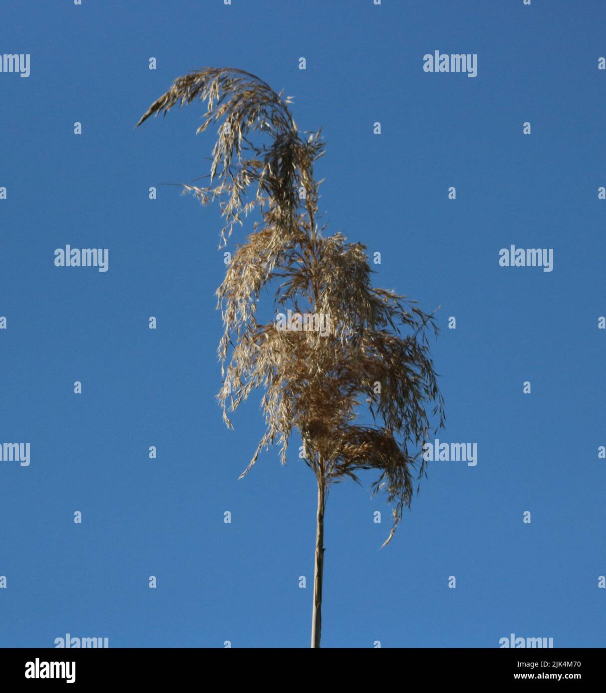 Common reed tall grass hires stock photography and images Alamy