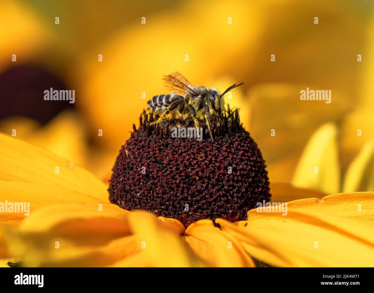Closeup portrait of a Leafcutter bee in side profile atop a coneflower with a yellow garden background. Stock Photo